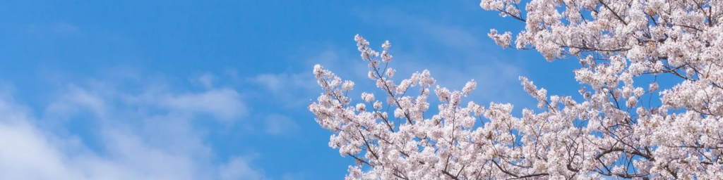 sakura